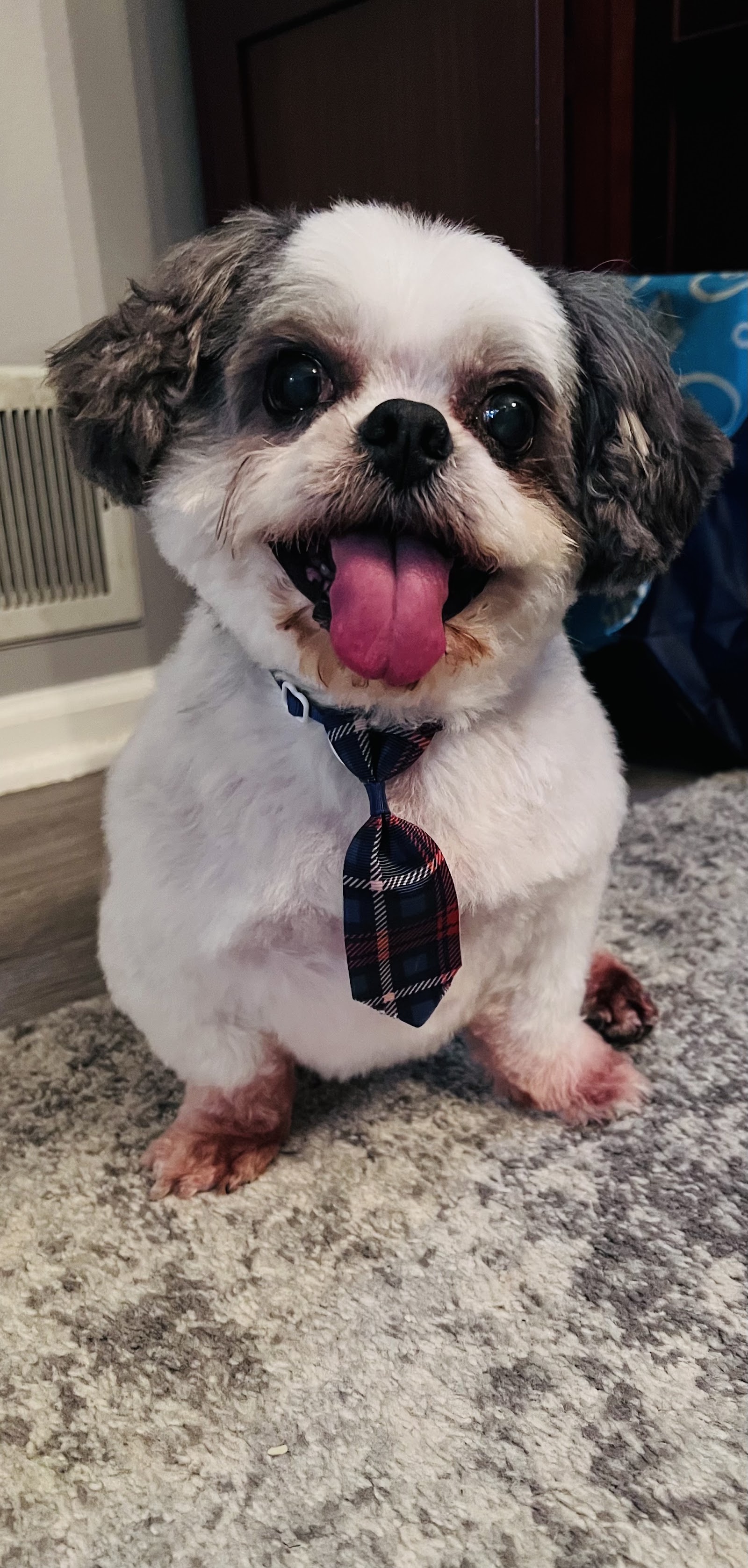 Stevenson Styles Pet Salon — photo