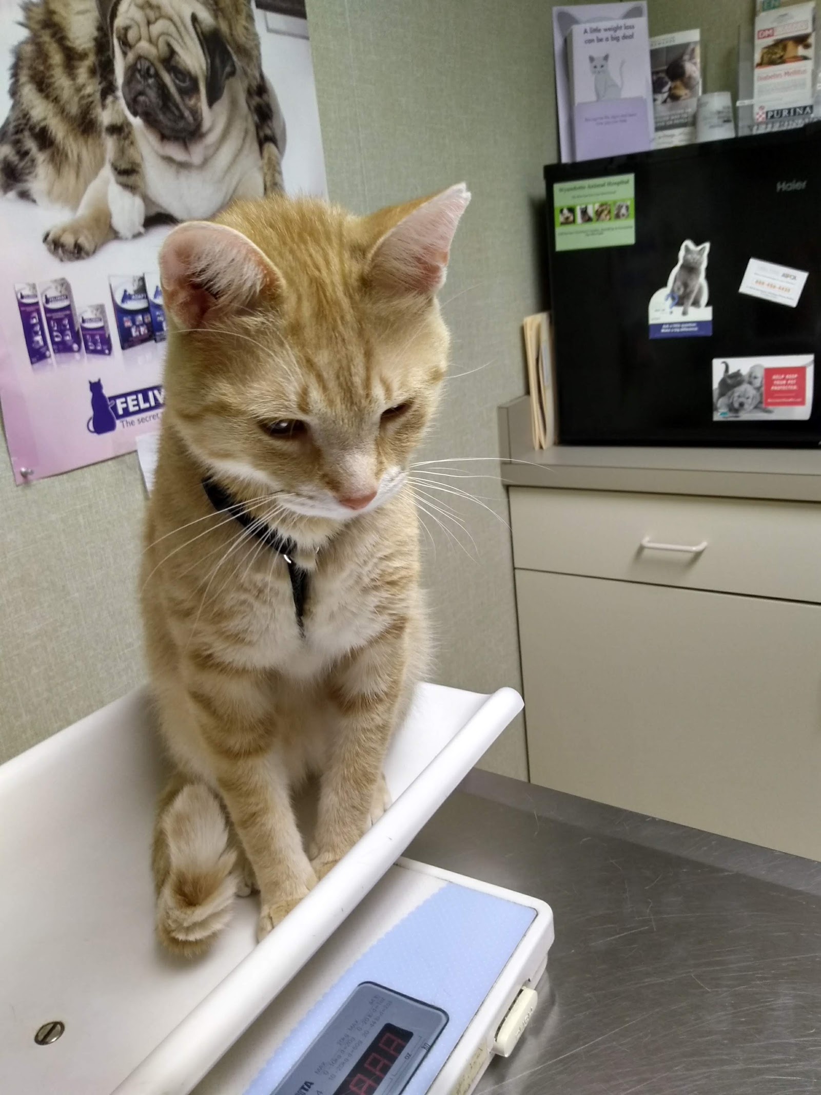 Wyandotte Animal Hospital in Wyandotte